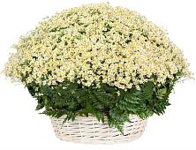 Цветочная композиция из Ромашки в корзине #REPLACE_PRED# Середниково